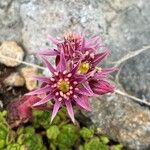 Sempervivum montanumफूल