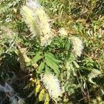 Sanguisorba dodecandra 花