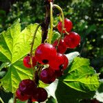 Ribes rubrum ফল