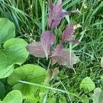 Cornus racemosa Leaf