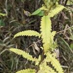 Pedicularis lanceolata Leaf