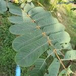 Senna alata Hoja