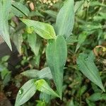 Commelina communis Liść