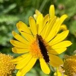 Doronicum austriacumFlower