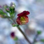Scrophularia oblongifolia 花