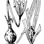 Colchicum corsicum Други