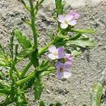 Cakile maritima 花