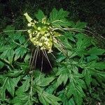 Tacca leontopetaloides Plante entière