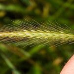 Hordeum secalinum Flower