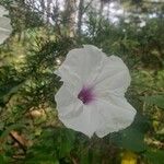 Ipomoea pandurata Flors