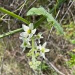 Marah macrocarpa ফুল