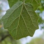 Populus × canescens Ліст