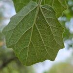 Populus × canescens Leaf