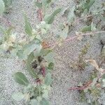 Atriplex laciniata पत्ता