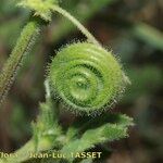 Medicago scutellata Frugt