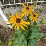 Rudbeckia fulgidaKvet