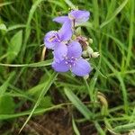 Tradescantia ohiensisFlower