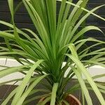 Cordyline indivisa পাতা