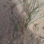 Carex pumila Hábitos