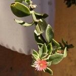 Mesembryanthemum cordifolium ফুল