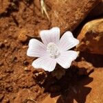 Malva hispanica Flor
