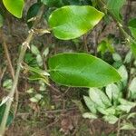 Premna trichostoma Leaf