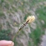 Carex colchica 花