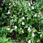 Impatiens flaccida Celota