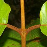 Vismia macrophylla Rhisgl
