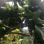 Barringtonia edulis Celota