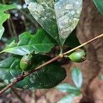 Coffea fotsoana Frucht