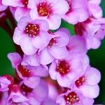 Bergenia crassifolia 花