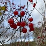 Viburnum trilobumFrucht