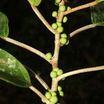 Ficus citrifolia Écorce