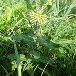 Asclepias viridiflora आदत