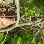 Crataegus coccinea Bark