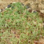 Dianthus arpadianus