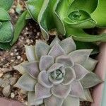 Echeveria tobarensis Leaf