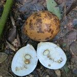 Picralima nitida Fruto
