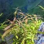 Hygrophila polysperma ᱥᱟᱠᱟᱢ