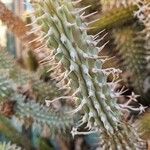 Hoodia gordonii Blatt