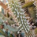 Hoodia gordonii Leaf