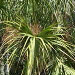 Sabal causiarum Fruit