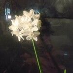 Narcissus papyraceus Kvet
