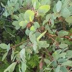 Arctostaphylos mewukka Hoja