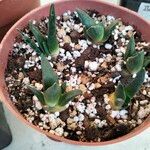 Ariocarpus retusus Yaprak