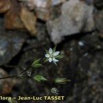 Sabulina tenuifolia Çiçek