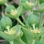 Euphorbia corsica Fruitua