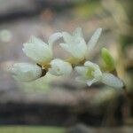 Bolusiella zenkeri Flower