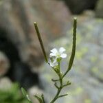 Cardamine resedifolia Vaisius